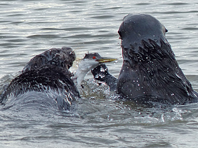 Two Otters Catching a Grebe