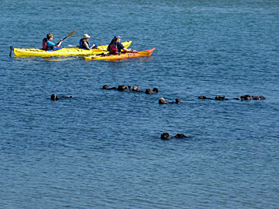 kayak approaching sea otters in Elkhorn Slough