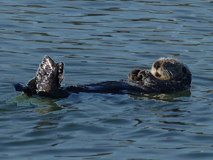 Sea Otter at Elkhorn Slough 