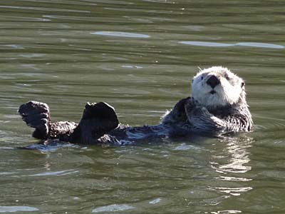 Sea Otter in Monterey Bay 