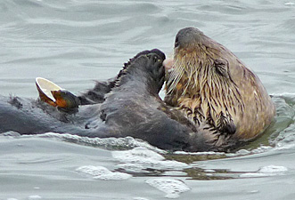 Sea otter with shell 