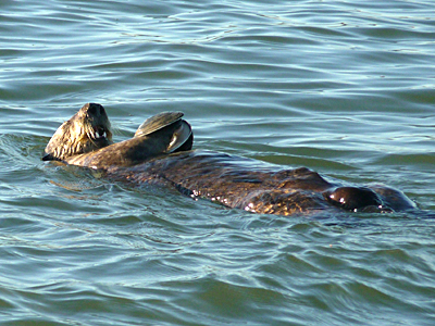 Sea Otter with Shell