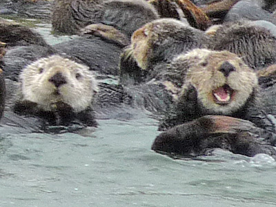 Sea Otters at Elkhorn Slough