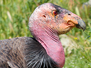 California Condors Displaying their identifying white underwings