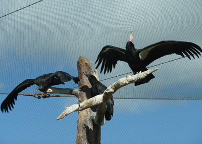 California Condors at the San Diego Zoo