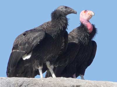 California Condors at the San Diego Zoo