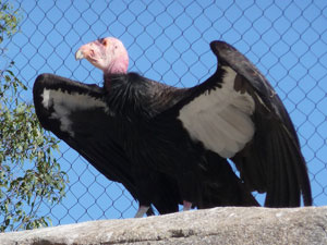 California Condor at the San Diego Zoo