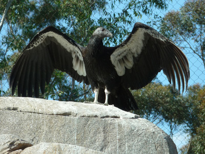 California Condors at the San Diego Zoo