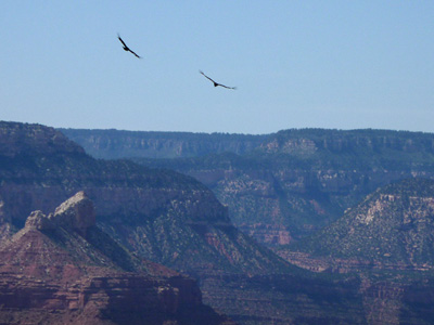 California Condors soar above Grand Canyon National Park 