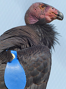 California Condor Profile