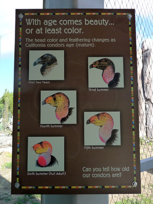 San Diego Zoo Condor Information