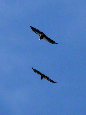 California Condors flying at the Grand Canyon