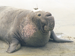 Elephant Seal with Satellite 