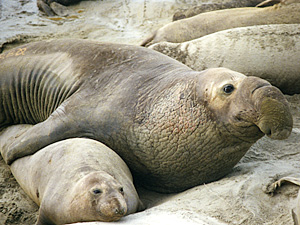 Elephant Seals Mating