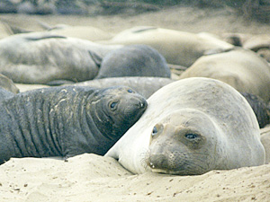 Elephant Seal Mom and Pup