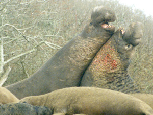 Elephant Seal Bulls Fighting