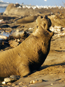 Male Elephant Seal at Ano Nuevo Staet Park