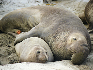 Elephant Seals Mating