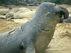 Elephant Seal with Large Shark Bite