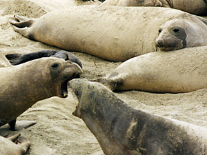 Elephant Seal Females Fighting