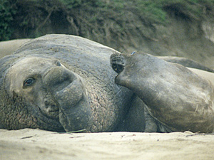 Elephant Seals Mating