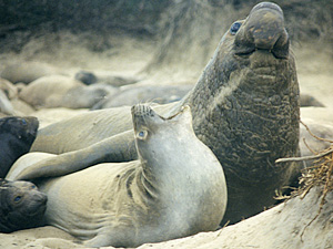 Elephant Seals Mating