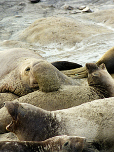 Elephant Seals Mating