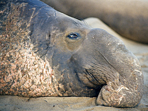 Mature Male Chest Shield and Nose