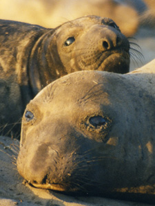 Elephant Seal Mom and Pup