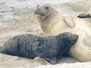 Elephant Seal Mom and Pup