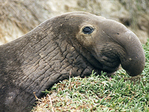 Young Male Chest Shield and Nose