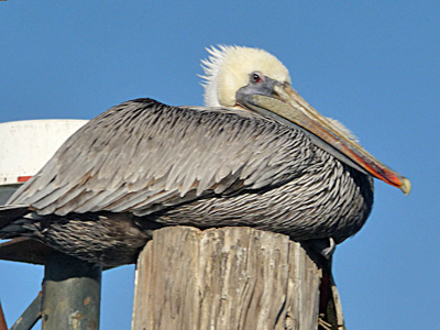 Brown Pelican