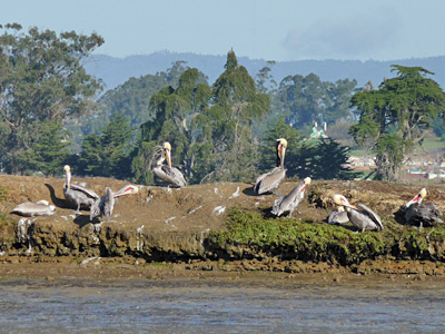 A pod of brown pelicans