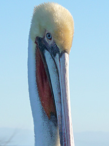 Brown Pelecan Profile