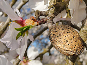 Almond and Almond Flower