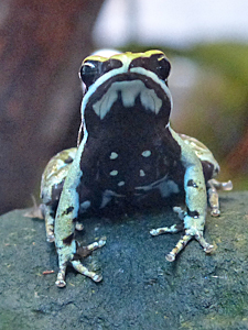 Green mantella