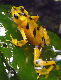 Golden Frog