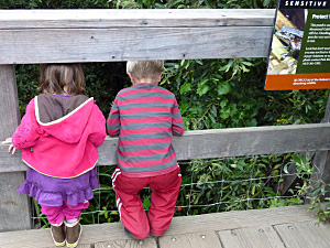 Kids Watching Endnagered Frogs