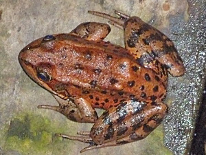 California Red-Legged Frog