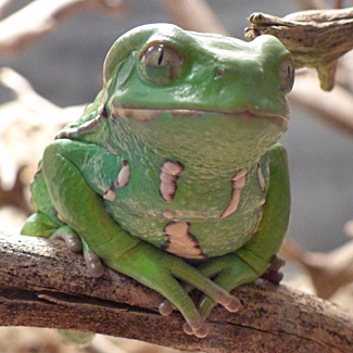 Waxy Monkey Tree Frog