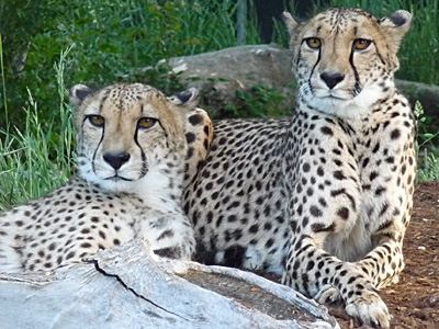 two cheetas