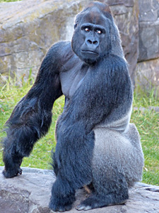 Western Lowland Gorilla