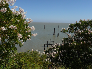 View from China Camp Sate Park picnic area