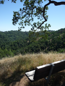 Bench with a view, Henry W. Coe State Park