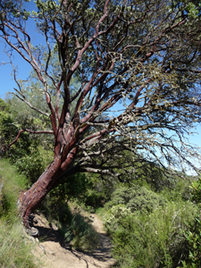 Hillside in Henry W. Coe State Park