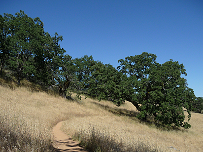 A trail in Henry W. Coe State Park