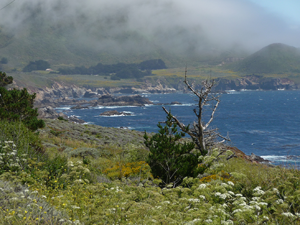 Garrapata State Park foggy coastline