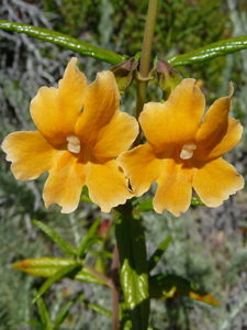 Monkey Flower at Garrapata State Park