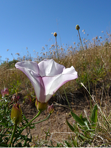 A morning glory from Garrapata State Park