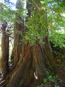 Redwoods in Garrapata State Park